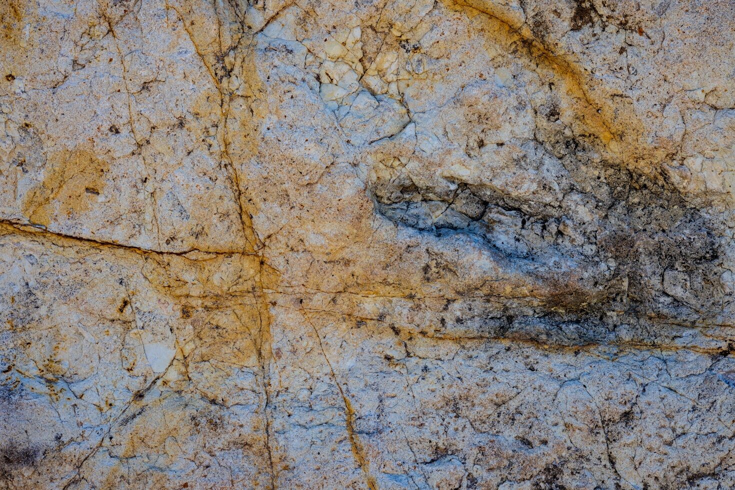 AI app DinoTracker identifies dinosaur footprints with 90% accuracy