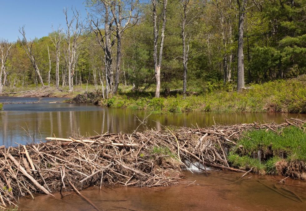 Beavers Create Dams