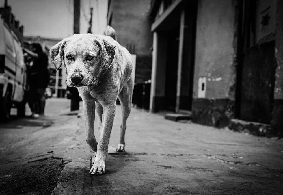 Being Bitten by a Stray Dog