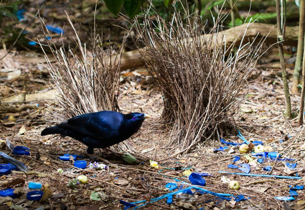 Bowerbirds Build Decorative Structures to Impress Potential Mates