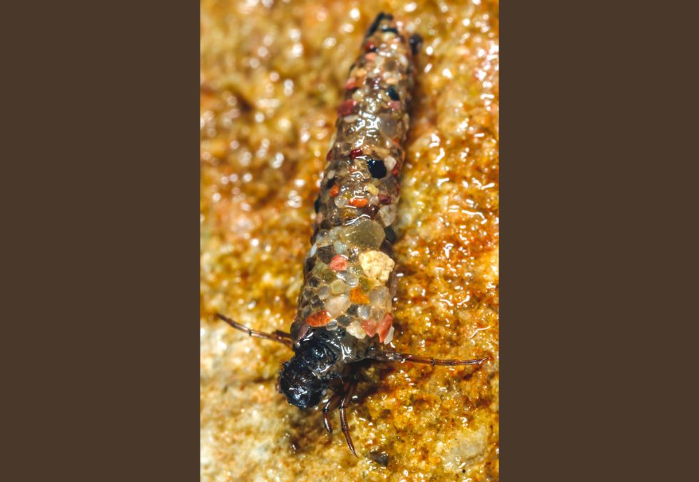 Caddisfly Larvae Build Protective Cases Underwater