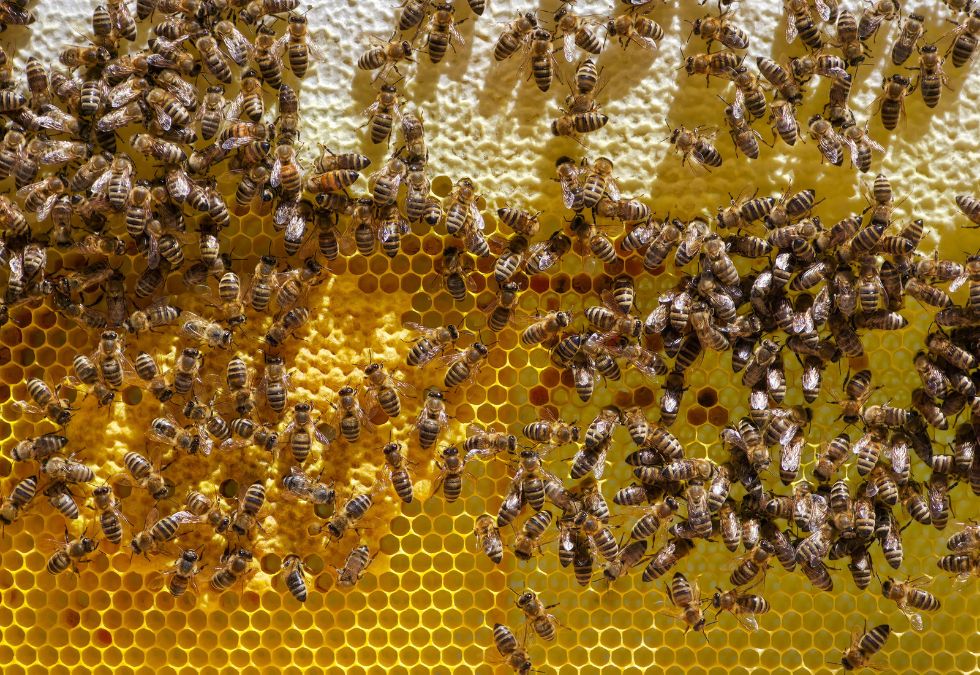 Honeybees Construct Perfectly Shaped Wax Honeycombs