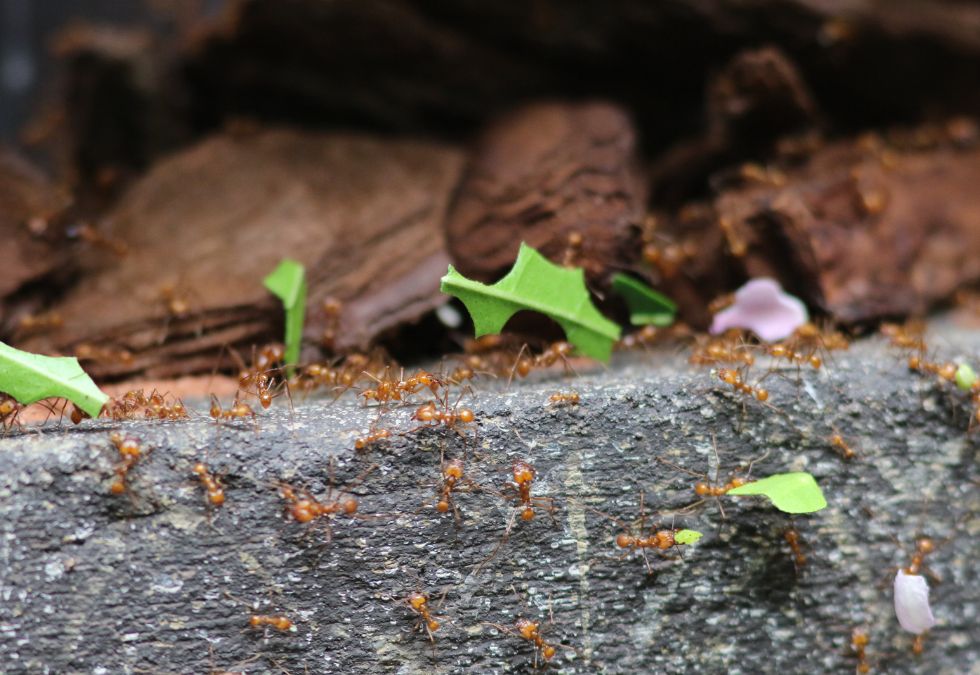 Leafcutter Ants Build Cities
