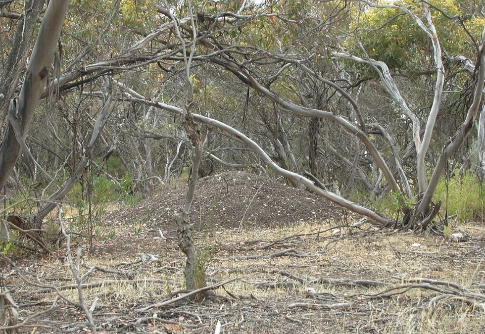 Malleefowl Build Giant Mounds