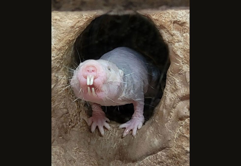 Naked Mole-Rats Dig Extensive Underground Tunnel Networks