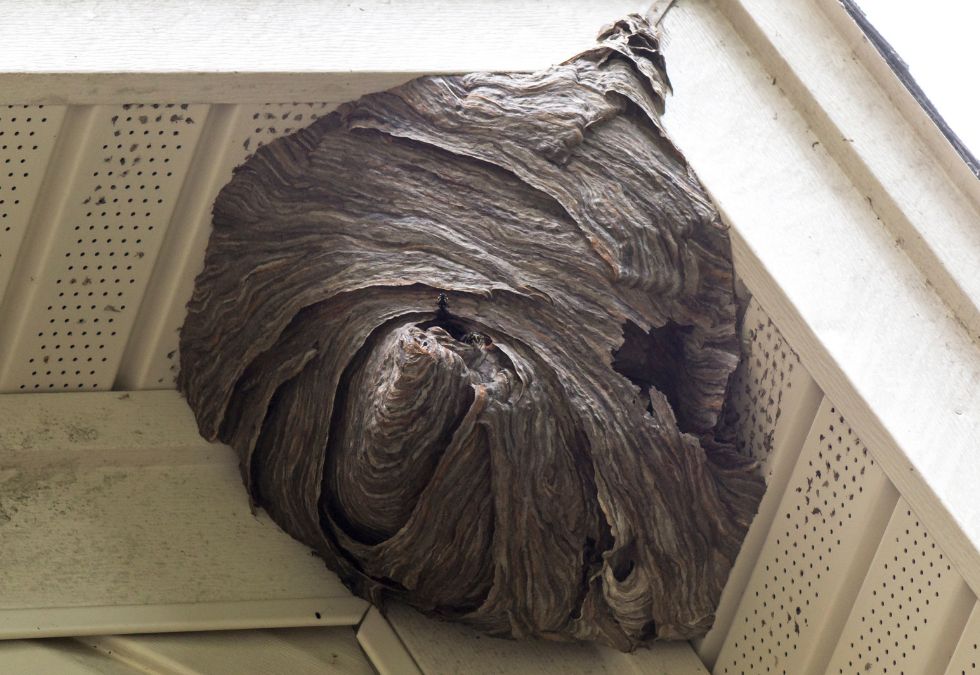 Paper Wasps Build Lightweight Nests