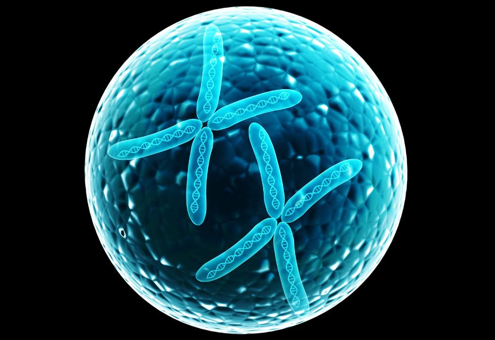 Produce Eggs That Carry an X Chromosome