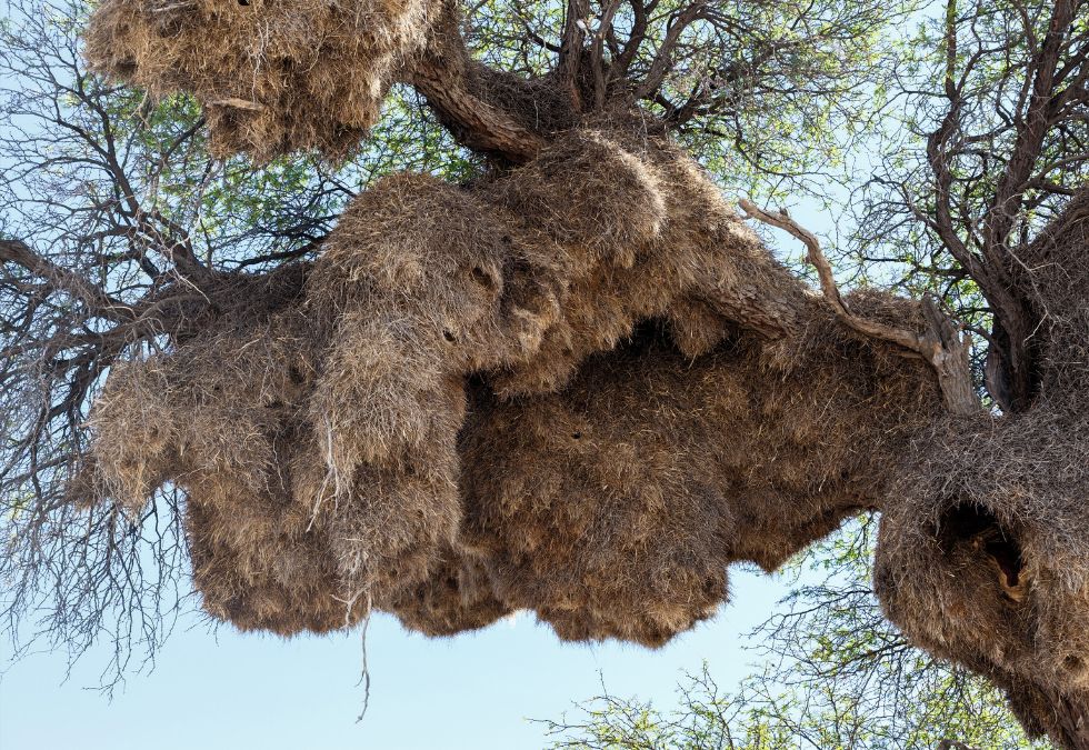 Sociable Weavers Build Giant Communal Apartment Blocks