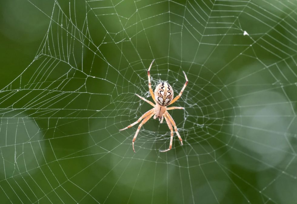 Spiders Spin Intricate Silk Webs That Function as Traps