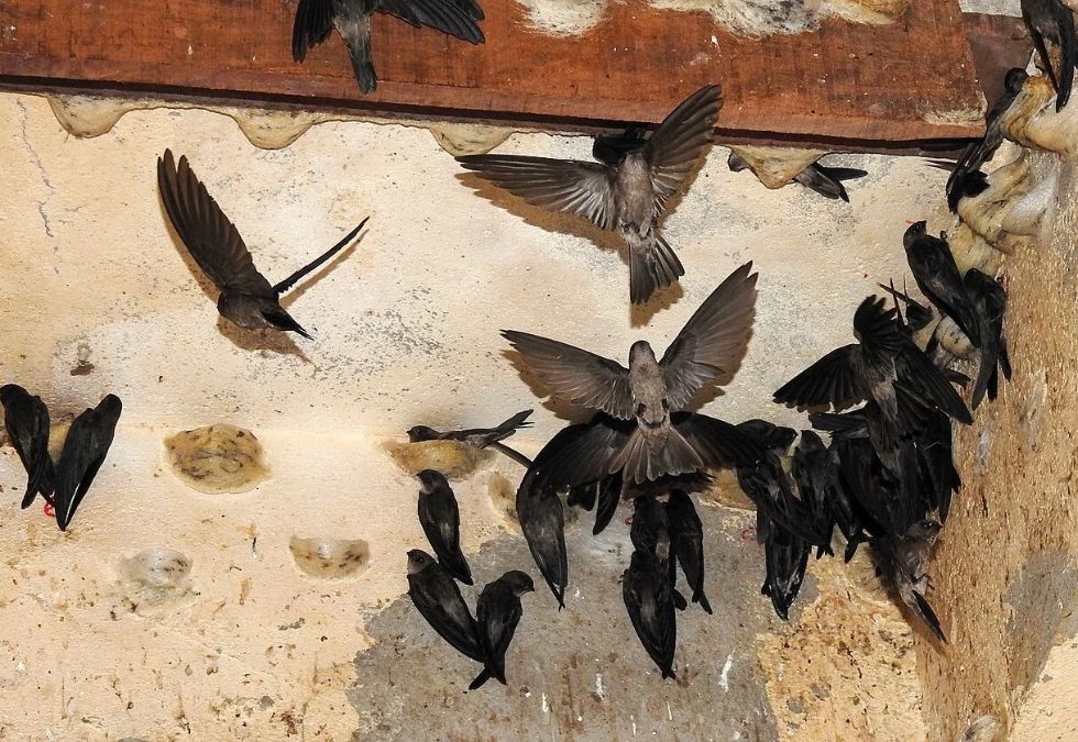 Swiftlets Build Nests Using Their Own Saliva