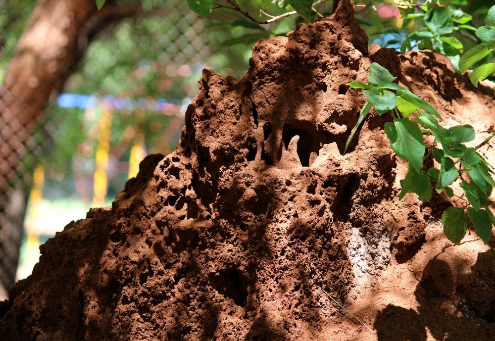 Termites Build Towering Mounds