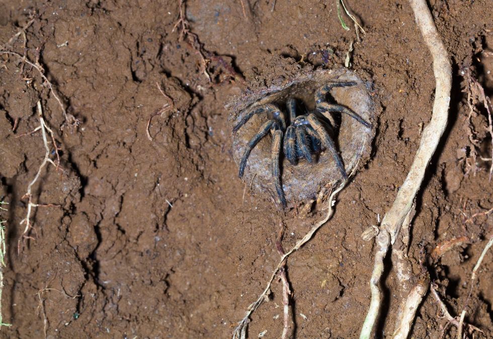 Trapdoor Spiders