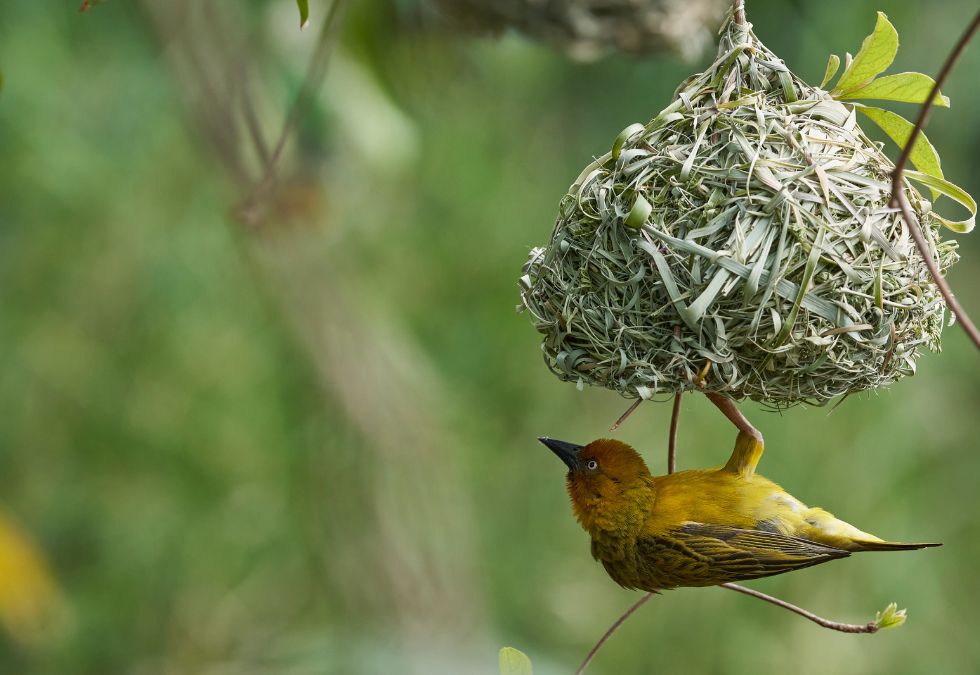 Weaver Birds Sew Nests
